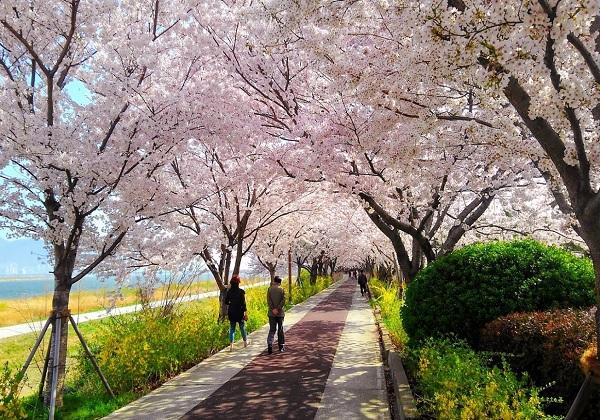 【フォト＆ウォーク】春の釜山慶南桜名所を訪ねる