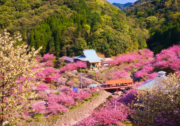 �ڤܤ���������פ�ȸ�������۲�ð���ȥ��塼��åפǽ��̡�����о�ΥХ������뿩�⡪