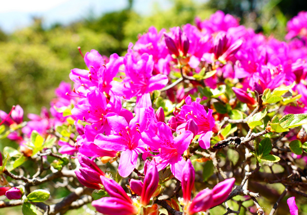 ����춮�ߥ�ޥ��ꥷ�ޤȤϤʰ������۲߲߲֤֡֡Ť����νդΰ��ɡ��⿹̾ʪ���ĳ������ա�