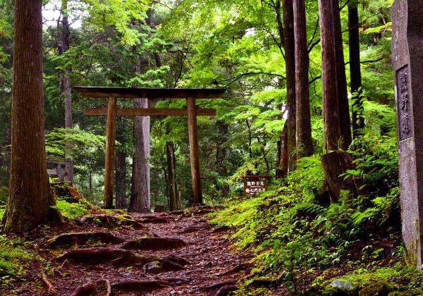 ��6��&nbsp;[25ǯ��ȯ] ��ϻ�� �����ƻ����ϩ�롼�ȡ��⤭���顦�ե��꡼���ѡ�[ʡ��ȯ]