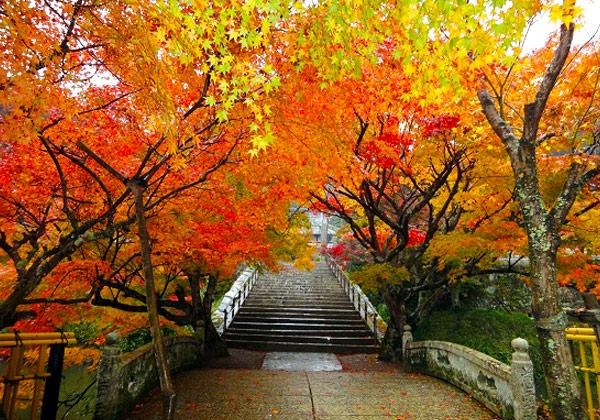 丹波の紅葉と六甲空中さんぽと有馬温泉散策 フェリーツアー 旅行会社 第一観光