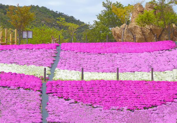 イチゴのお土産付 3列シートバス2食付の旅 山口芝桜の丘とイセエビ バスツアー 旅行会社 第一観光