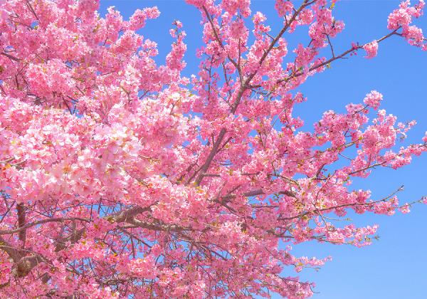 染井吉野よりもピンクの色合いが濃くて開花時期も早い｢河津桜｣。九州では珍しい｢河津桜｣のお花見をお楽しみ下さい ♪（※河津桜のイメージ）