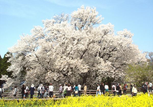 【一心行の大桜】樹齢約400年、高さ14m、幹周り7.35m、毎年多くの花見客を魅了して止まない圧倒的な存在感と美しさ！（※イメージ）