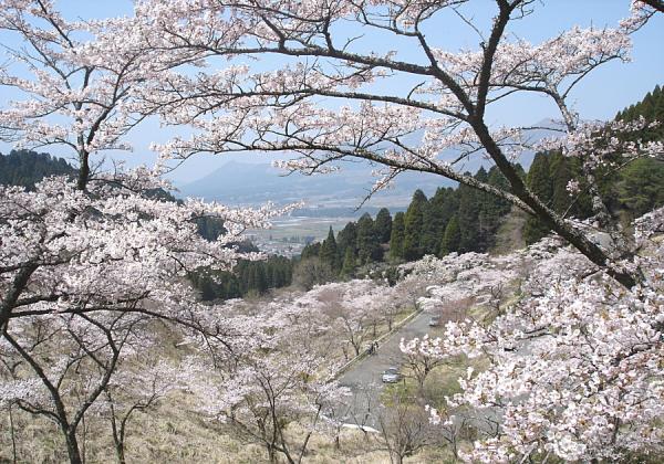 【高森峠の千本桜】つづら折りの峠の麓から頂上まで約3kmに渡って約7千本の桜が咲き続いていく景色は圧巻の一言！（※イメージ）
