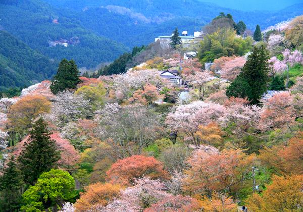 【吉野千本桜】世界遺産「紀伊山地の霊場と参詣道」。日本一の桜の名所として知られる奈良県・吉野山。ヤマザクラを中心に約30,000本という世界には類を見ない規模の桜が咲き誇り、多くの観光客を魅了します。行動制限のない桜の季節、ますます注目度が上昇中！一生に一度は目にしたい絶景をご堪能下さい。(イメージ)