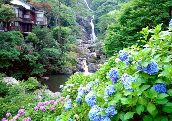 九州屈指の落差を誇る｢見帰りの滝｣がしっとり美しい紫陽花に包まれます ♪（※イメージ）