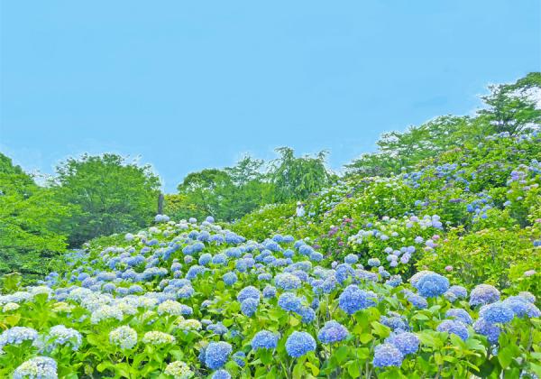 宇佐市街地をのぞむ小高い丘の上に約3,000本の紫陽花が咲き誇る、知る人ぞ知る穴場のあじさい名所｢響山公園｣も美しい！（※イメージ）