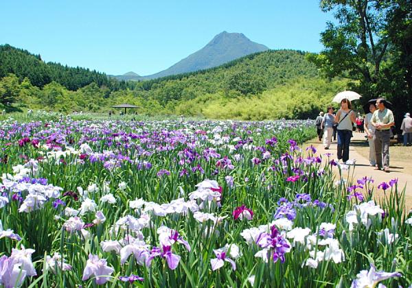 標高約600ｍ、約80種1万5千株の花しょうぶが名前も雰囲気も神秘的な神楽女湖の湖面を紫色に染め上げます！（※イメージ）