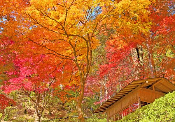 500ܤΤߤҼԤзޤƤ綽ιդϽդΤĤĤʾɾȽǤʢ᡼