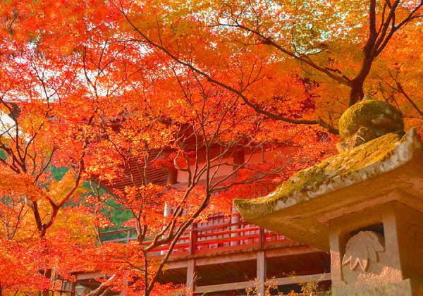 µþÅԤλû±¡¤Ë¤â°ú¤±¤ò¤È¤é¤Ê¤¤ÄøÈþ¤·¤¤¹ÈÍդ˺̤é¤ì¤ë¡Úξ»Ò»û¡Û¡Ê¢¨¥¤¥á¡¼¥¸¡Ë