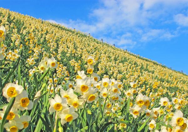 Ĺºê¸©¤ÇÍ£°ì¤Î´Ä¶¾ÊŽ¢¤«¤ª¤êÉ÷·Ê100ÁªŽ£¤ËÁªÄꤵ¤ì¤Æ¤¤¤ëÌîÊìºê¤Ç´Å¡Á¤¤¹á¤ê¤ËÊñ¤Þ¤ì¤Æ¿åÀç´Ñ¾Þ¢ö¡Ê¢¨¥¤¥á¡¼¥¸ / ¼Ì¿¿Äó¶¡:Ĺºê¸©´Ñ¸÷Ï¢ÌÁ¡Ë