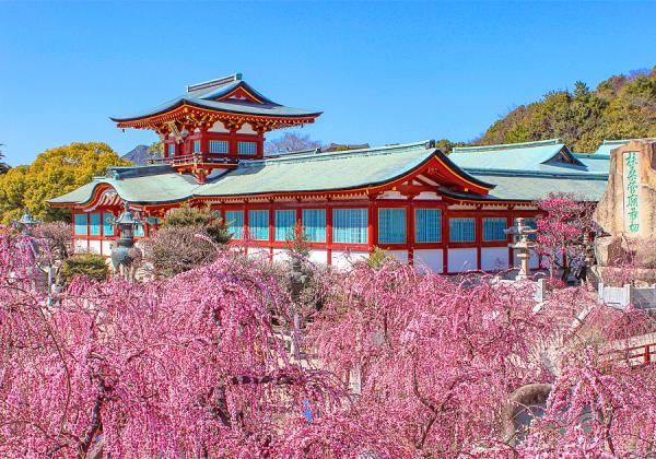 ËÉÉÜÅ·ËþµÜ¤Ç¤Ï°ìǯ¤Ç°ìÈÖÈþ¤·¤¤¤È¸À¤ï¤ì¤ë¤·¤À¤ìÇߤ¬¤ª½Ð·Þ¤¨¢ö ³«²Ö»þ´ü¤Ë¹ç¤ï¤»¤ÆËèǯÇߤޤĤ꤬³«ºÅ¤µ¤ì¤Þ¤¹♫¡Ê¢¨¥¤¥á¡¼¥¸¡Ë