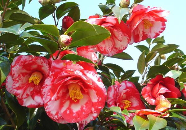 ŤʤΤΤޤ2,000ܤϤƤ뎢αƤĤФȎαƻΤĤФێѸ♫ʢ᡼