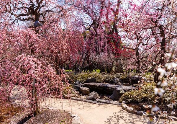 2·î¾å½Üº¢¤Ë´ü´Ö¸ÂÄê¤ÇÇß±ñ¡Ö²Ö¤ÎÄí¡×¤ò¸ø³«¤·¤Þ¤¹¡£³«±ñ´ü´Ö¤ÏÎãǯ2·î¾å½Ü¤«¤é3·î²¼½Ü¤Ç¡¢ÇòÇß¡¢¹ÈÇß¡¢°ì½Å¡¢È¬½Å¤È¡¢¤È¤ê¤É¤ê¤Ëºé¤¯Çߤδ֤òË¥¤¦¤è¤¦¤Ë»¶ºöÏ©¤¬±ä¤Ó¡¢¿·Àߤµ¤ì¤¿Å¸Ë¾Â椫¤é¤Ï¡¢Çß±ñ¤ò360ÅÙ¸«ÅϤ¹¤³¤È¤¬¤Ç¤¤Þ¤¹¡£¡úÇßÃã¤È¤ª²Û»Ò¤Î¤ªÀÜÂÔÉÕ¤¡£¡Ê²èÁüÄó¶¡¡§ËÌÌîÅ·ËþµÜ¡Ë