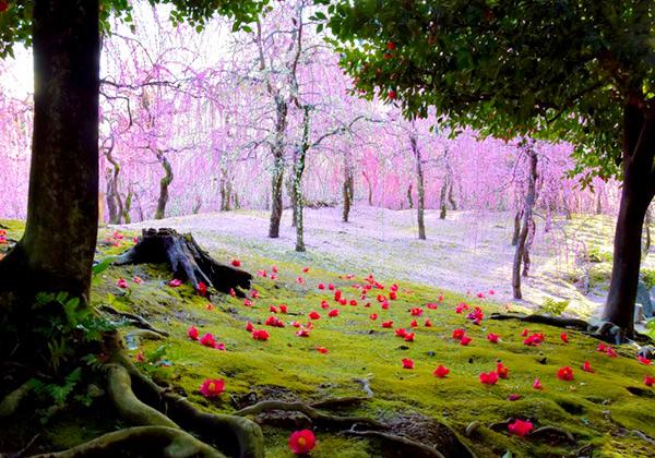 ¼ÒŤÎÀ¾¤Ë¹¤¬¤ë¡Ö½Õ¤Î»³¡×¤Ç¤Ï¡¢150ËܤΤ·¤À¤ìÇߤ¬¤¦¤¹¤Ù¤Ë¿§¤ä¹ÈÇò¤Î²Ö¤òÁõ¤¤¡¢½Õ¤Îˬ¤ì¤ò¹ð¤²¤Þ¤¹¡£»þ´ü¤¬¹ç¤¨¤Ð¡É¤·¤À¤ìÇߤÈÍî¤ÁÄØ¡É¤Î·Ê¿§¤ò³Ú¤·¤à¤³¤È¤â½ÐÍè¤Þ¤¹¡£¹ÈÇò¤Î¤·¤À¤ìÇߤÈÎФÎÂݤξå¤ËÍî¤Á¤¿¿¿¹È¤ÎÄØ¤¬¿¥¤ê¤Ê¤¹¸«»ö¤Ê¤Þ¤Ç¤Î¥³¥ó¥È¥é¥¹¥È¤Ï¾ëÆîµÜ¤ÎÀä·Ê¤È¤·¤ÆÃΤé¤ì¤Æ¤¤¤Þ¤¹¡£¡Ê²èÁüÄó¶¡¡§¾ëÆîµÜ¡Ë