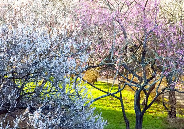 ´Å¤¤¹á¤ê¤¬Î©¤Á¹þ¤á¤ë¡ÖµÈÌîÇß±à¡×¤ÇÇߤβִѾޡª