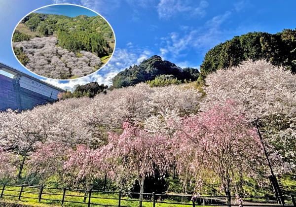 [����] ���ݥ��व����ο��ȴ���ָ�����ݤȺ����vs����Τ��������٤ȡ�