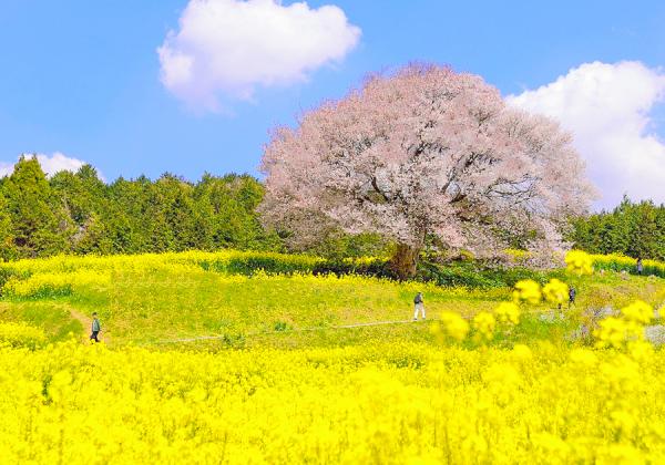 ���Ͼ�λ����ۺڤβֱۤ��Τ��λѤ����ˤʤ�1�ܺ�����ǯ¿���Υ����ޥ󤬤��λѤ򻣱Ƥ���ˬ��ޤ����ʢ����᡼����