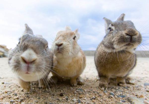 ��������ӥåȥ������ɤ����ܻ��ʰ·ݤε���Ȥ����Ϥ�Į�¤ߤ����