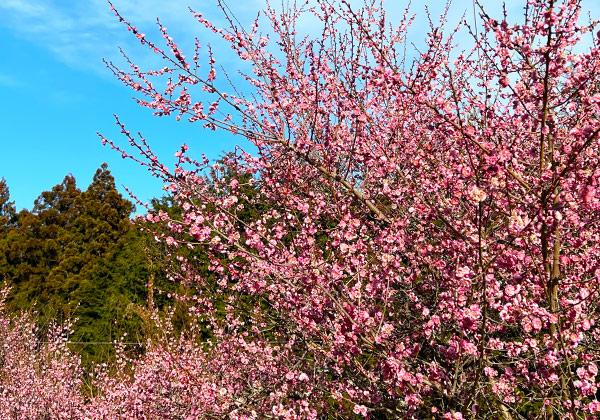 ����Ⱦ�� �߱��Τ�ߤޤĤ��ʸ�������ξ�һ�