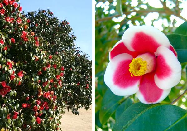 �����������ؤ�ޤ�260��2800�ܤ��ؤ⸫���ˡ�