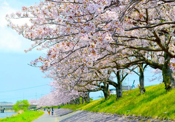 ���������1000�ܤκ����ڻ��������糤�ߥޥƳ�����