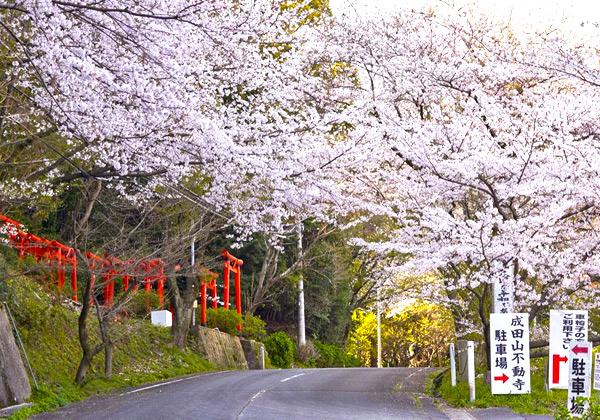 ϼ¤«¤éºù·Ê¿§¤ËÀ÷¤Þ¤ëÀ®ÅÄ»³ÉÔÆ°»û¤Ç²Ö¸«¤âËþµÊ¡ª