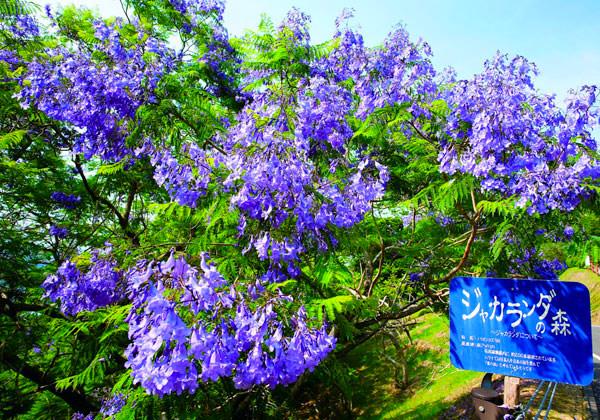 ����������ڥ��㥫���������ϤȻ�Ƿ���������������̸����ܡ����Ϳ���