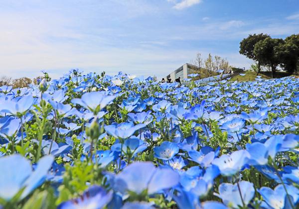 ¡Ö¤ë¤ë¥Ñ¡¼¥¯¡×¤òºÌ¤ë¥Í¥â¥Õ¥£¥é¤Ê¤É¤Î²Ö´Ñ¾Þ¤â¡ª