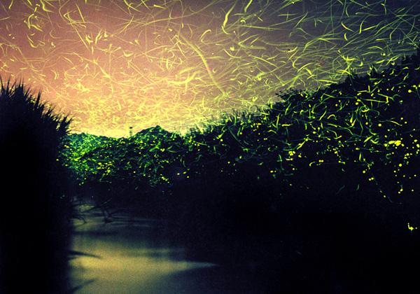 ��������ۥ�������ͷ�����ȿ���֥롼���ŷ�ë��̾��ŷ�ϱ�β־Գ�2����