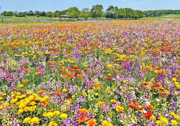 ����Ȣ�Τ���Ȫ����������޸幭�����ե�������ۡ�ͥ���ʥХ餬�餭�����ж�ʸ�����󥿡��ۡ��Τ�ͤ��Τ��̣��ݥԡ���ۤ�Ѿޢ��ʢ����᡼����