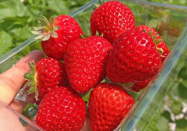 ����������⽪�פ˺����ݤ��륤��������1�ѥå���250g���ˤ��ڻ��բ��ʢ����᡼����