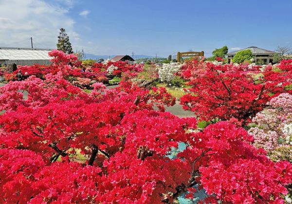 À¤³¦³Æ¹ñ¤Î¥Ä¥Ä¥¸¡¢í¶í±¡¢¤Ä¤Ä¤¸¤¬±àÆâ½ê¶¹¤·¤Èºé¤Íð¤ì¤ë¡Úµ×Î±ÊÆ»ÔÀ¤³¦¤Ä¤Ä¤¸¥»¥ó¥¿¡¼¡Û¡Ê¢¨¥¤¥á¡¼¥¸¡Ë