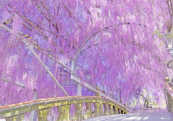 ���ι��ڤ���ƣ�ˤ��������ʤ������������������ؤ��ɾȽ�ʡ��滳������Ҥ���ƣ�ۡʢ����᡼����