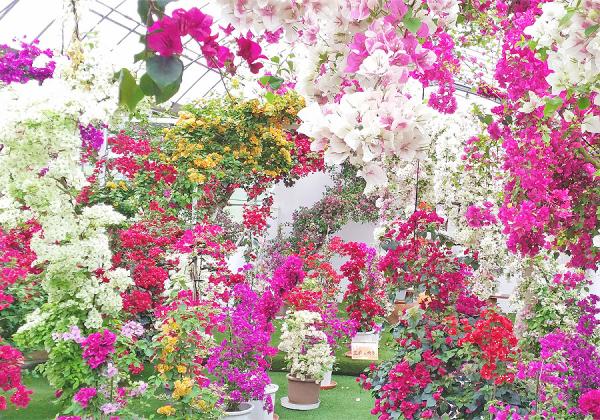 ���ࡼ�ɰ��������ˤ��֡��򡢥ԥ󥯡�����󥸡����Ȥ�ɤ���դ���������ʢ����᡼����