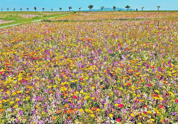 ¿Íµ¤Ž¥ÃÎ̾ÅÙ¤âµÞ¾å¾ºÃæ! ¤³¤ì¤«¤é¤¤Ã¤ÈÍ̾¤Ë¤Ê¤ë¤Ç¤¢¤í¤¦ÃÞ¸å¤Î¿·¤¿¤Ê²Ö̾½ê¡ÚÃÞ¸å¹°è¸ø±à¥Õ¥é¥ï¡¼¥¾¡¼¥ó¡Û¤Ø¤´°ÆÆâ¤·¤Þ¤¹¢ö¡Ê¢¨¥¤¥á¡¼¥¸¡Ë