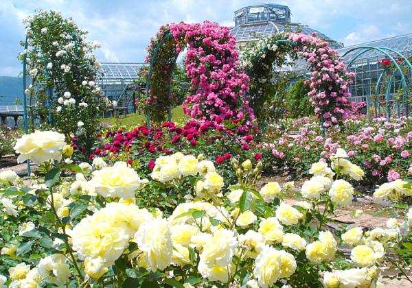 ���⳰��¿��¿�ͤʥХ餬�궹���Ⱥ餭��졢ͥ���ʹ�����ޤ�뎢�Ϥʰ����������������ǥ󎣤��ܤȹ��ξ�������ʤ��ޤ����ʢ����᡼����