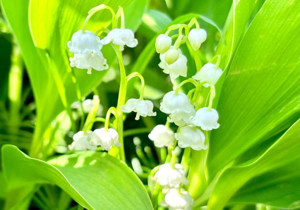 ��ʡ���϶�ȯ�����춮�ߥ�ޥ��ꥷ�ޤ������������ȤϤʰ����������������ǥ�