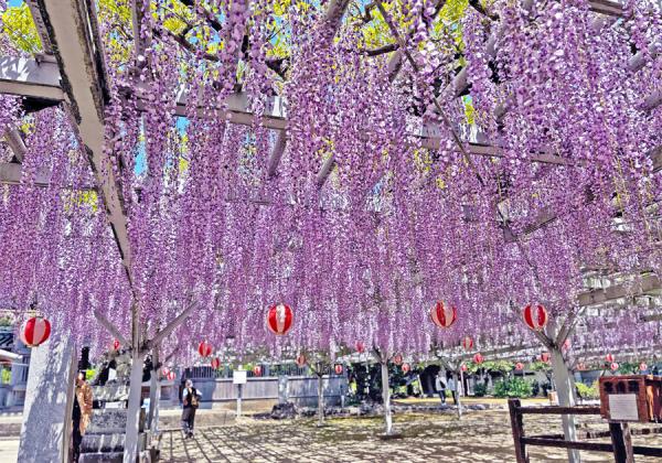 ÆîËÌÄ«»þÂå¤Î¹çÀï¤Ç¿¼¼ê¤òÉé¤Ã¤¿²ûÎÉ(¤«¤Í¤è¤·)¿Æ²¦¤¬½ý¤Î²óÉü¤òµ§´ê¤·¤¿»ö¤«¤é̾ÉÕ¤±¤é¤ì¤¿ÂçÃæ¿Ã¿À¼Ò¤Î¡Ú¾·³Æ£¡Û¡Ê¢¨¥¤¥á¡¼¥¸¡Ë