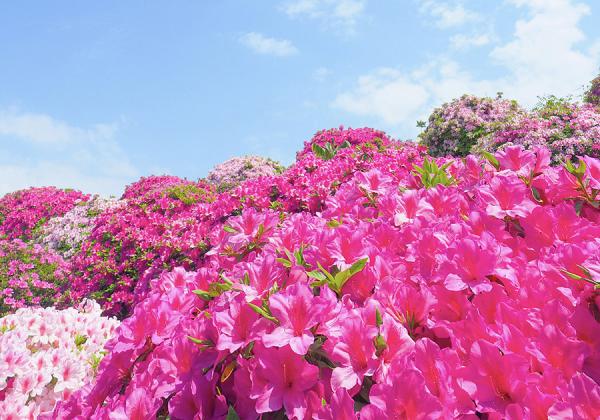 ¹ë±«ºÒ³²¤«¤é5ǯ¤ÎºÐ·î¤ò·Ð¤ÆÉü³è¤¹¤ëÁԴѤʡڽ½²Ä±ñ¡Û¤È¼ùÎðÌó400ǯ¤ÎÂ礷¤ã¤¯¤Ê¤²¤¬º´²ìÉ´·Ê¤ËÁªÄꤵ¤ì¤Æ¤¤¤ë¡Ú¾ôÆÁ»û¡Û¡Ê¢¨¥¤¥á¡¼¥¸¡Ë