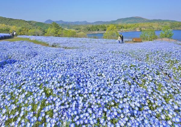 ��ʡ���϶�ȯ��ۥͥ�ե������ƣê �դΤ�������2���β֤ᤰ������ܤ��ˤ�ޥۡ�