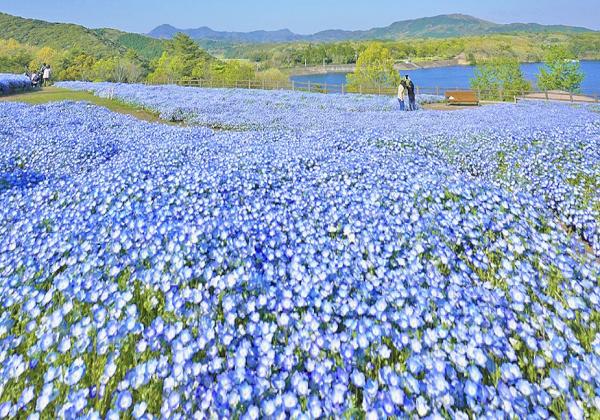 ��ʡ���϶�ȯ��ۥͥ�ե������ƣê �դΤ�������2���β֤ᤰ������ܤ��ˤ�ޥۡ�