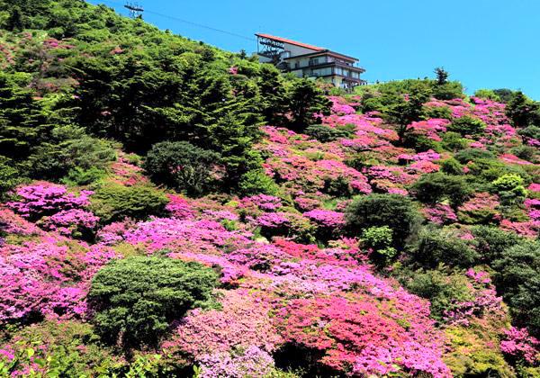 �ڱ������ƽ�ߥ�ޥ��ꥷ�ޡ۶彣�ι⤤�������Ǹ�����ߥ�ޥ��ꥷ�ޡ������ʲ֤������̤˺餯����ϰ�������������