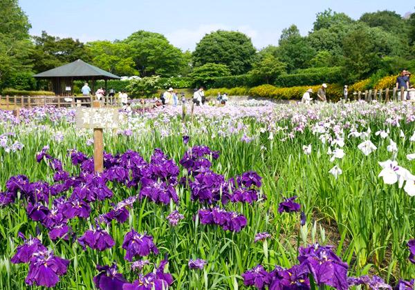 ��������θ�ʯ���˹�������ϸ����͸���פǤϡ���Ƥ�ˬ��ȤȤ����100�3�����β־Գ����餭�ؤ�ޤ������硢�ʤ����ͤʤɡ����Ȥ�ɤ�����ؤ����դ�̤�ʿ��ϡ��ޤ��˰����γ���Τ褦������������˰仺�˰Ϥޤ줿����ʥ�������������ǡ�����������ɤ��ͥ���ʲֻѤ˿������롢���䤫�ʤҤȤȤ��򤪳ڤ��ߤ���������