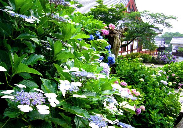 ÆàÎɸ©ÂçÏ·´»³»Ô¤Ë°ÌÃÖ¤¹¤ëÌðÅÄ»û¤ÏÌó1300ǯÁ°¡¢Å·ÉðÅ·¹Ä¤Îļ´ê¤Ë¤è¤êÁÏ·ú¤µ¤ì¤¿Îò»Ë¤¢¤ë¸ÅÑë¤Ç¤¹¡£ÆüËܺǸŤÎËþÊÆ¾å¿Í¤Ë¤è¤ëÃÏ¢Êî»§¤òËܺ¤È¤·¡ÖÌðÅĤΤªÃÏ¢¤µ¤ó¡×¤È¤·¤Æ¸Å¤¯¤«¤é¿Æ¤·¤Þ¤ì¤Æ¤¤Þ¤·¤¿¡£½é²Æ¤Ë¤Ï¡Ö¤¢¤¸¤µ¤¤»û¡×¤Î̾¤Ë¤Õ¤µ¤ï¤·¤¯¡¢Ìó60¼ï1Ëü³ô¤Î¥¢¥¸¥µ¥¤¤¬¶Æâ¤òºÌ¤ê¤Þ¤¹¡£Îò»Ë¿¼¤¤ÀÐÊ©¤ÈÁ¯¤ä¤«¤Ê²Ö¡¹¤¬¿¥¤ê¤Ê¤¹¡¢ÀÅëí¤ÇÉ÷¾ðˤ«¤Ê·Ê¿§¤¬Ë¬¤ì¤ë¿Í¤Î¿´¤òÌþ¤ä¤·¤Þ¤¹¡£