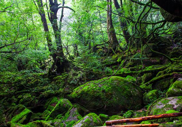 ���������仺 ���äפ결�����ͷ3����