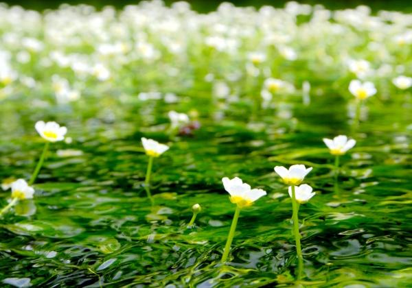 Ãæ»³Æ»¤Î½É¾ìÄ®¤ÎÌ̱Ƥò»Ä¤¹ÀÃ¥ö°æ¡Ê¤µ¤á¤¬¤¤¡Ë¡£¤½¤ÎÄ®Ãæ¤òή¤ì¤ë¡ÖÃÏ¢Àî¡×¤ÎÀ¶Î®¤ËÍɤì¤ë¤Î¤¬¡¢²ÄÎù¤ÊÇò¤¤²Ö¡ÖÇß²ÖÁô¡Ê¤Ð¤¤¤«¤â¡Ë¡×¤Ç¤¹¡£Ç¯´Ö¤òÄ̤¸¤Æ14ÅÙÁ°¸å¤ÎÎ䤿¤¤Í¯¿å¤Ë¤·¤«°é¤¿¤Ê¤¤µ®½Å¤Ê¿åÃæ²Ö¡£¿åÌ̤˴é¤ò½Ð¤·¡¢Çߤβ֤˻÷¤¿¾®¤µ¤Ê²Ö¤òºé¤«¤»¤ë»Ñ¤Ï¡¢Îä䤫¤Ç¿´Àö¤ï¤ì¤ëÈþ¤·¤µ¤Ç¤¹¡£½é²Æ¤Îˬ¤ì¤ò¹ð¤²¤ëÉ÷ʪ»í¤ò°¦¤Ç¤ë¡£¤½¤ó¤Ê¾ð½ï¤¢¤Õ¤ì¤ë¤Ò¤È¤È¤¤ò¡¢¤æ¤Ã¤¿¤ê¤È¤ª³Ú¤·¤ß¤¯¤À¤µ¤¤¡£