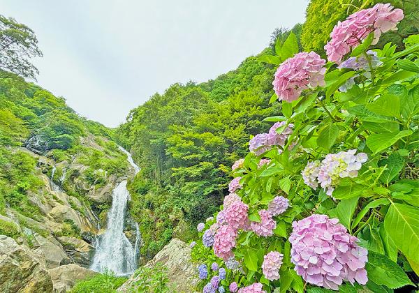 ¶å½£¶þ»Ø¤ÎÍ¤ò¸Ø¤ê¡¢¤½¤ÎÈþ¤·¤µ¤«¤éˬ¤ì¤¿¿Í¤¬²¿Å٤⿶¤êÊÖ¤ê¤Ê¤¬¤éµ¢¤Ã¤¿»ö¤«¤é¤½¤Î̾¤¬ÉÕ¤¤¤¿Ž¢¸«µ¢¤ê¤ÎÂ쎣¤¬Èþ¤·¤¤»çÍÛ²Ö¤ËÊñ¤Þ¤ì¤Þ¤¹¢ö¡Ê¢¨¥¤¥á¡¼¥¸¡Ë