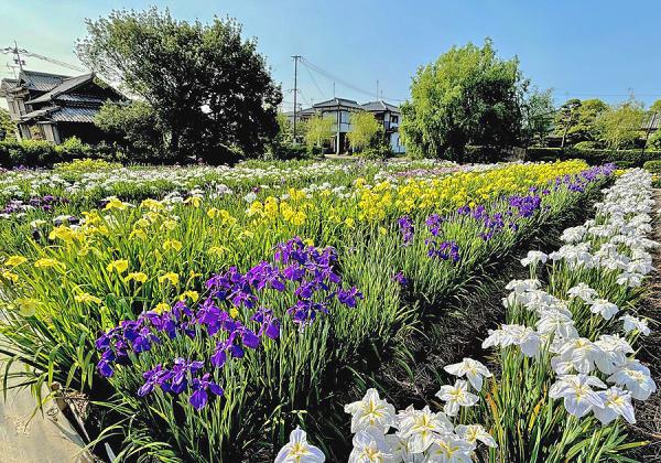 ���ν��夫�鸫����������嶿�����Ƥ���ʪ�펢����Գ����������ĥ����Ǥϱ�������äƤ���ĺ���ޤ����ʢ����᡼����